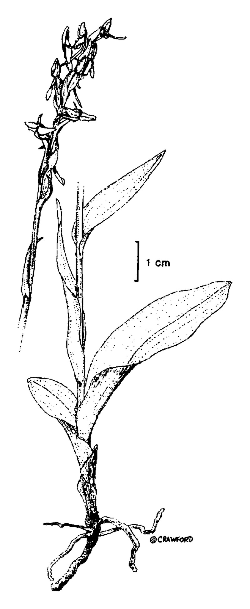 Alcove Bog Orchid photo 2