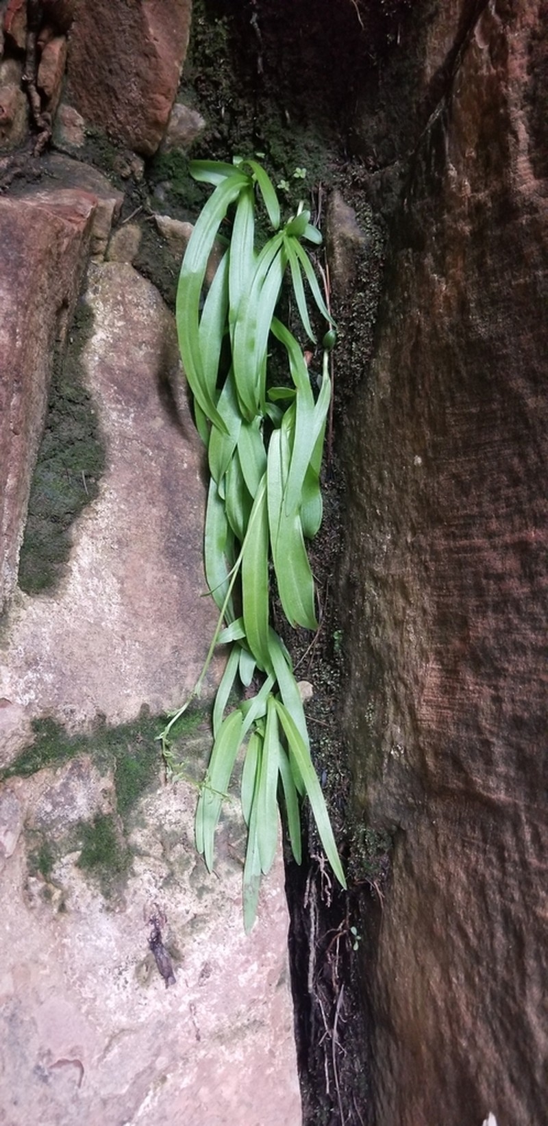 Alcove Bog Orchid photo 4
