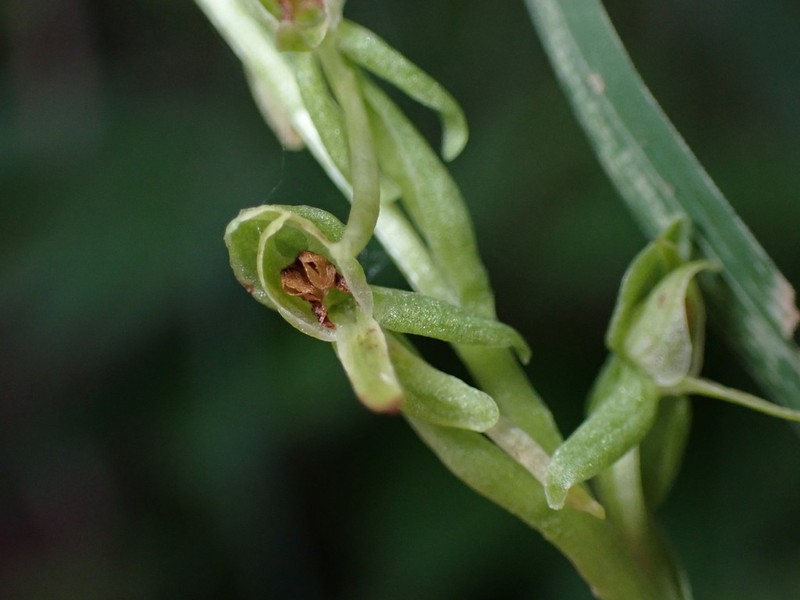 Alcove Bog Orchid photo 5
