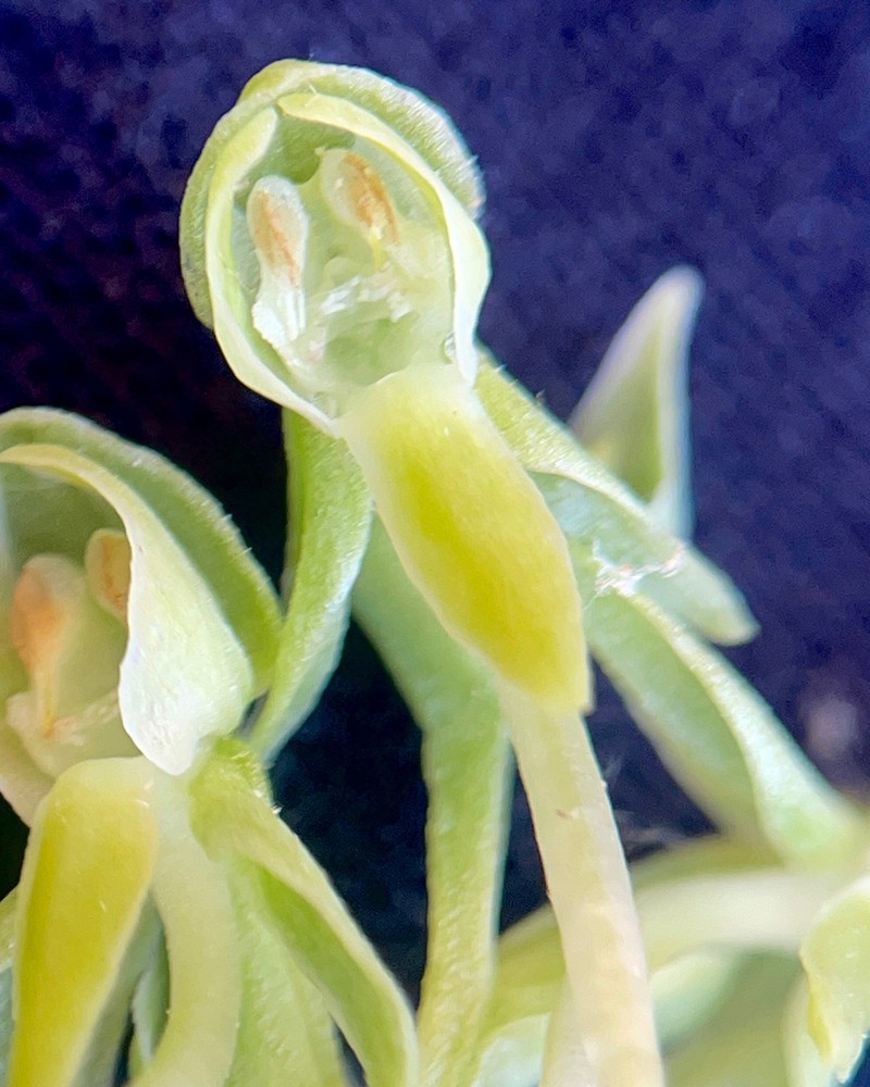 Alcove Bog Orchid photo 6