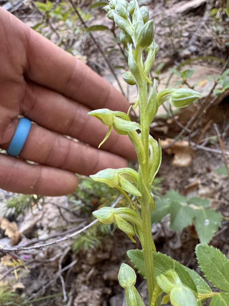 Alcove Bog Orchid photo 7