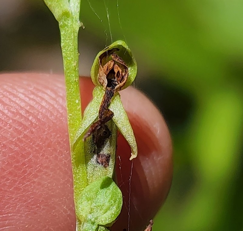 Alcove Bog Orchid photo 8