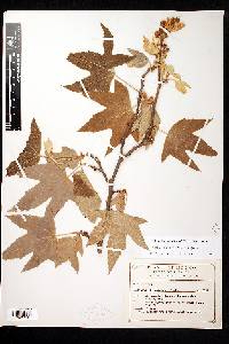 Platanus gentryi