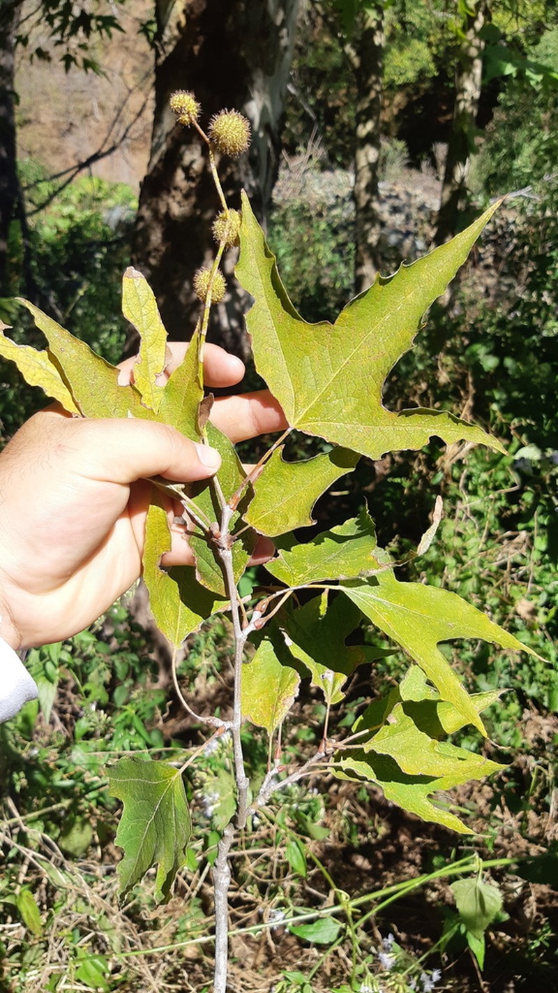 Platanus gentryi photo 3