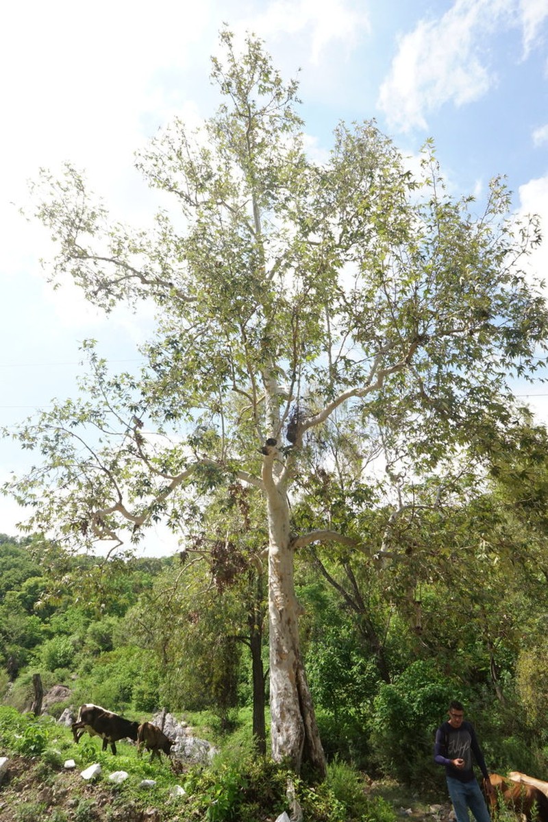 Platanus gentryi photo 4