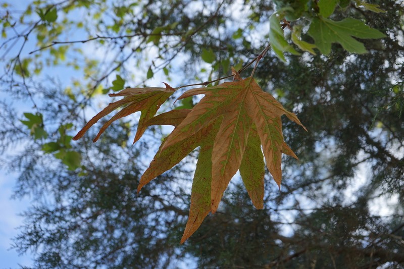 Platanus gentryi photo 5