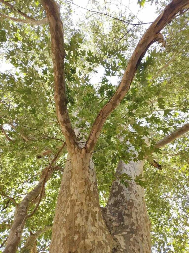 Platanus gentryi photo 6