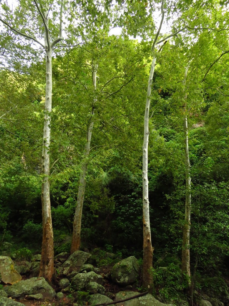 Platanus gentryi photo 7