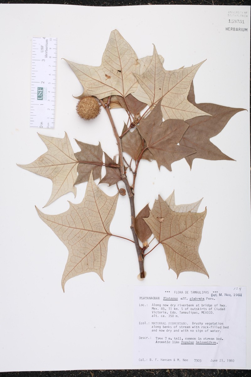 Platanus glabrata