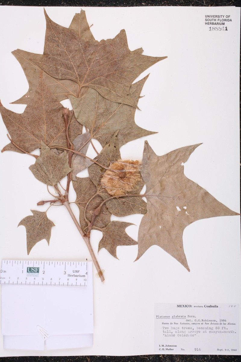 Platanus glabrata photo 2