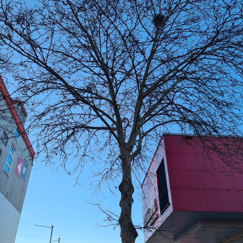 London Planetree photo 2