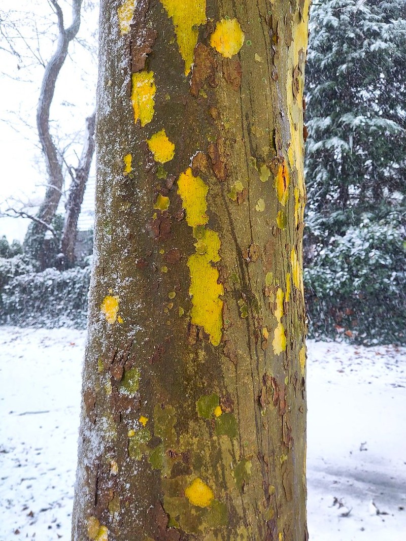 London Planetree photo 3