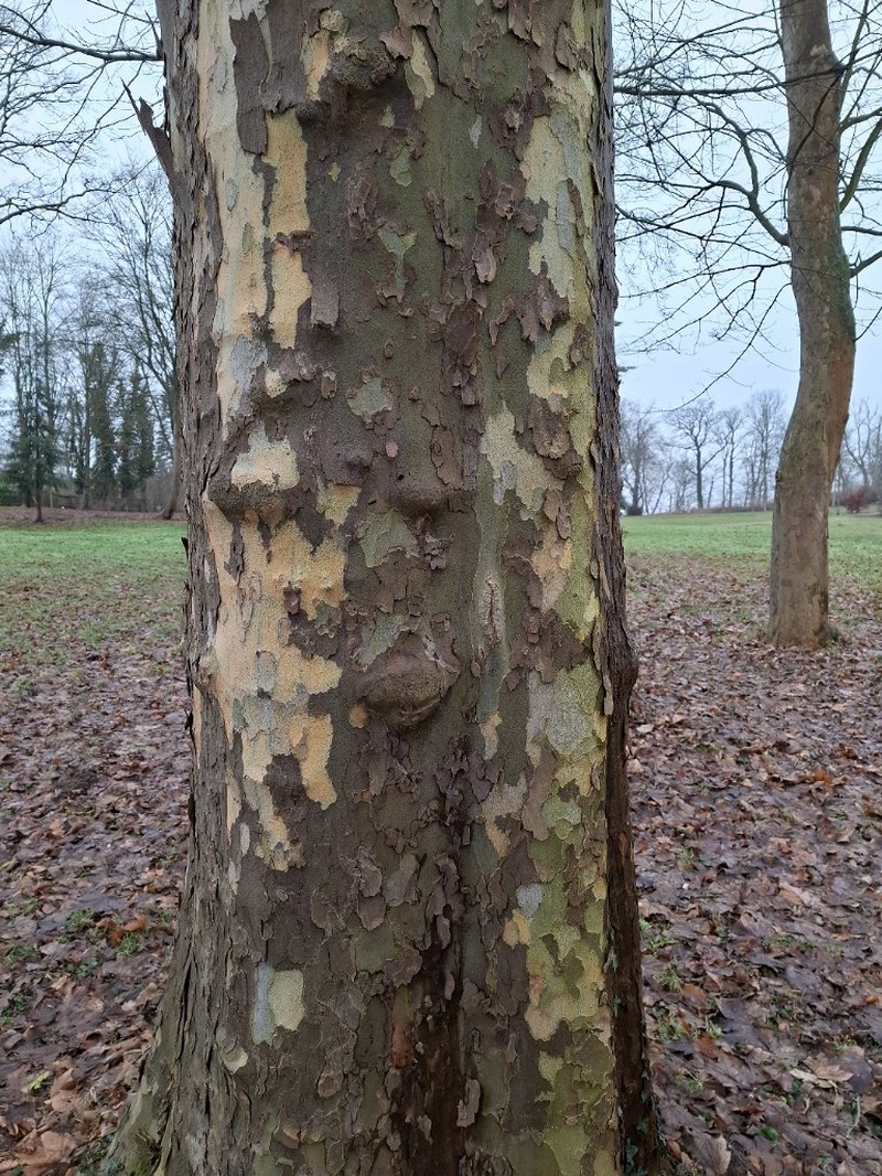London Planetree photo 5