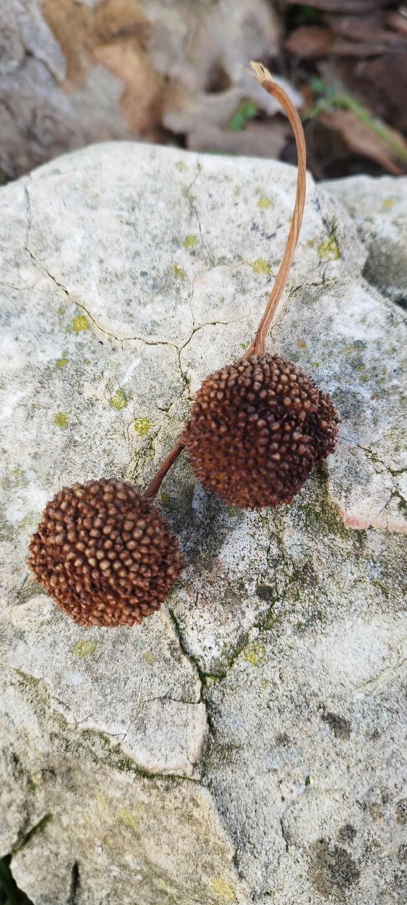 London Planetree photo 6