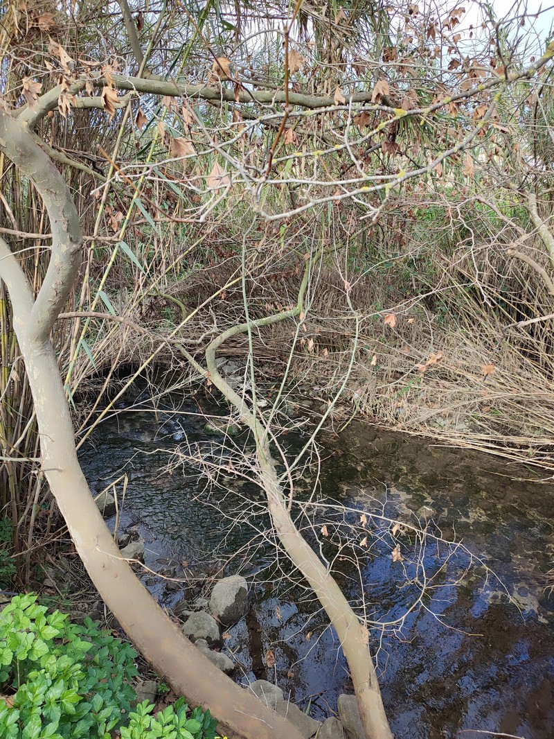 London Planetree photo 8