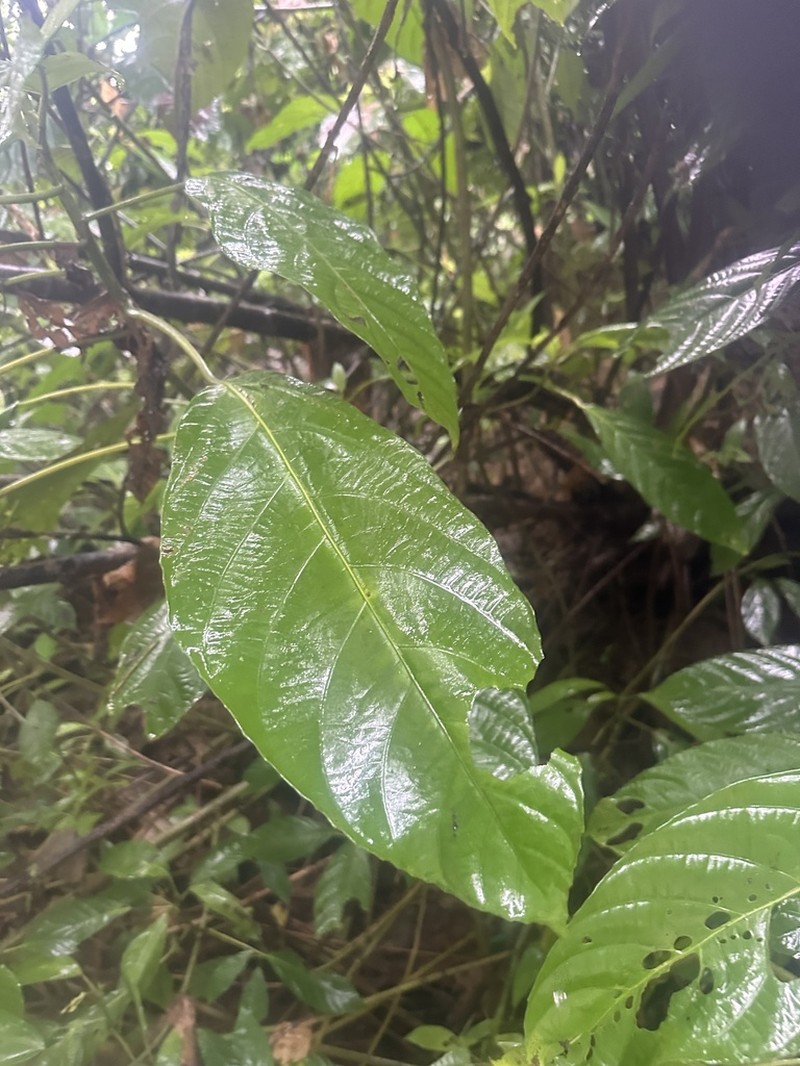 Platanus kerrii