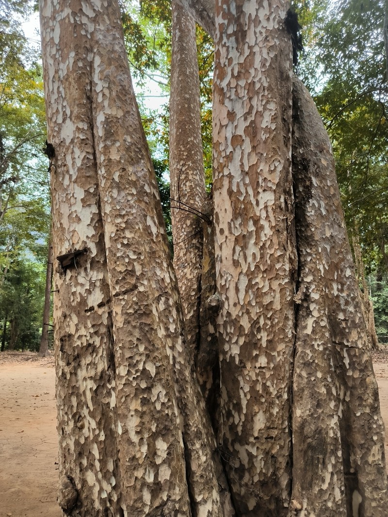 Platanus kerrii photo 3