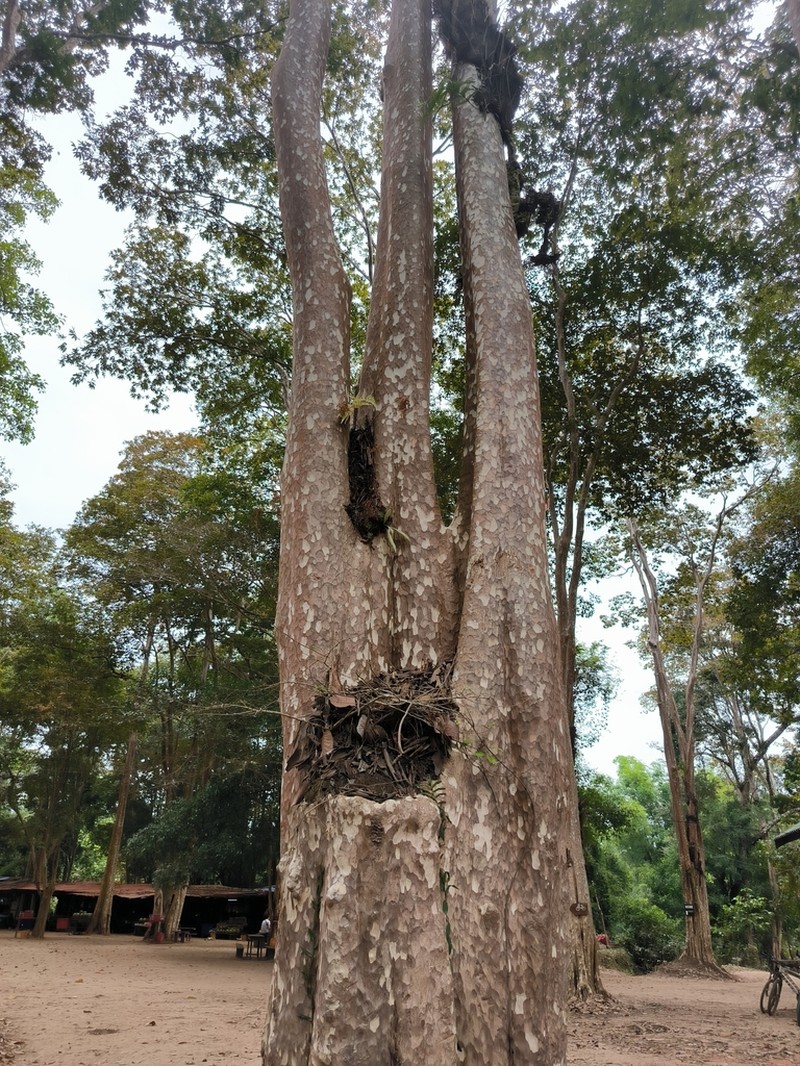 Platanus kerrii photo 5