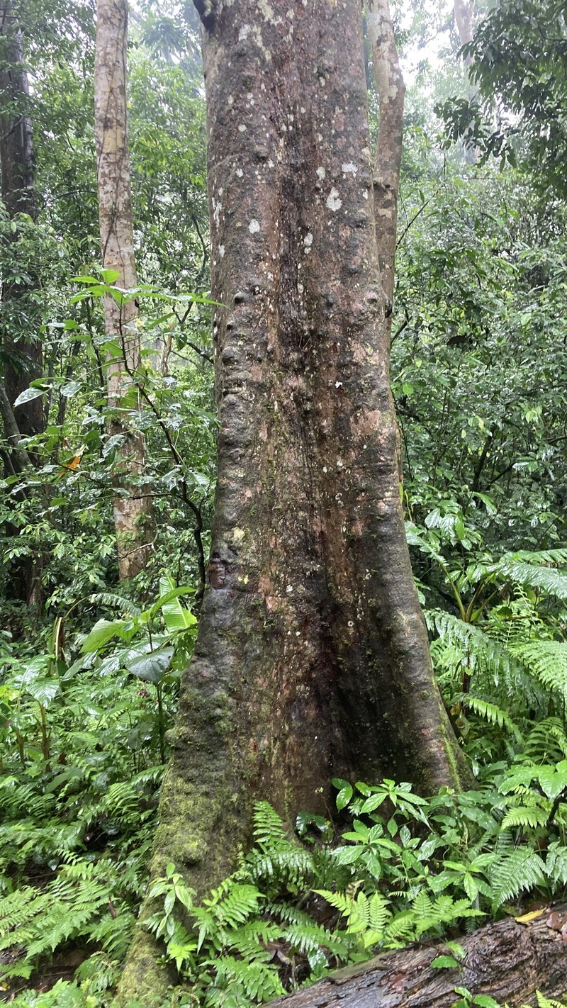 Platanus kerrii photo 6