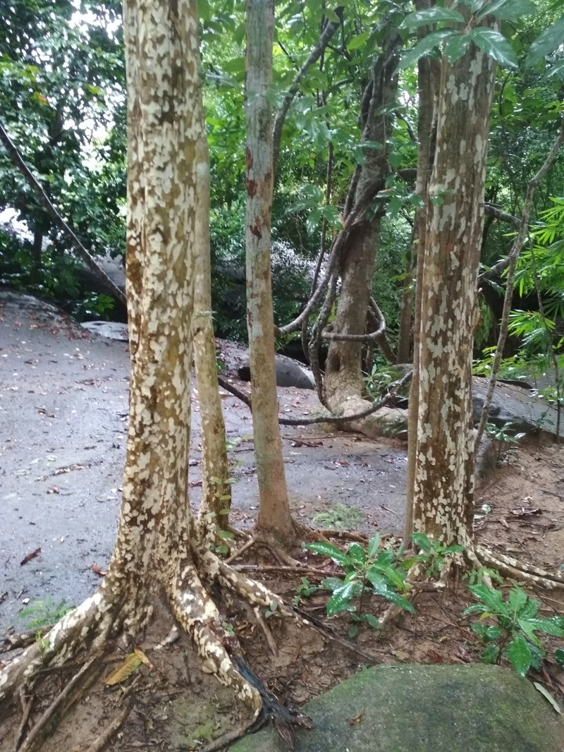 Platanus kerrii photo 7