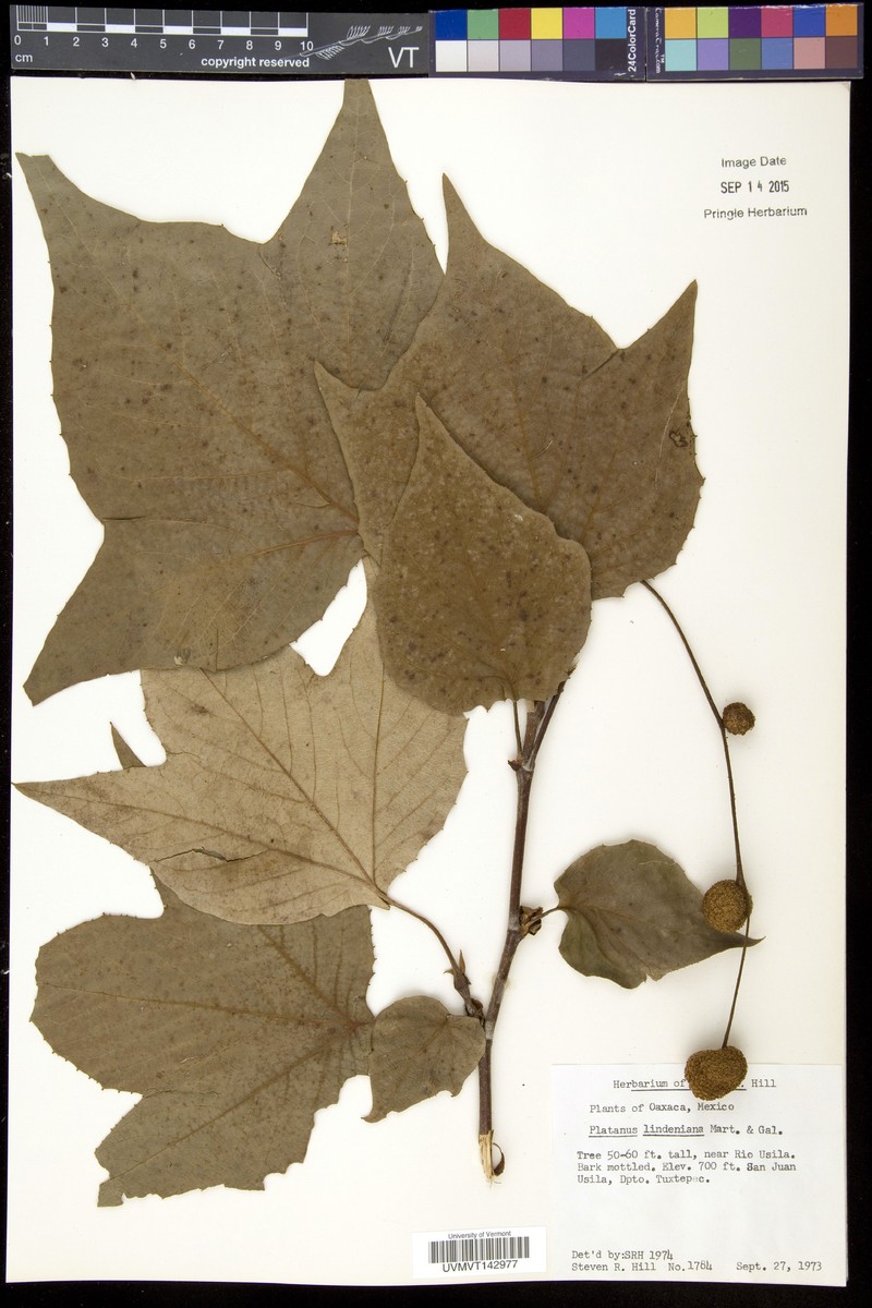 Platanus lindeniana