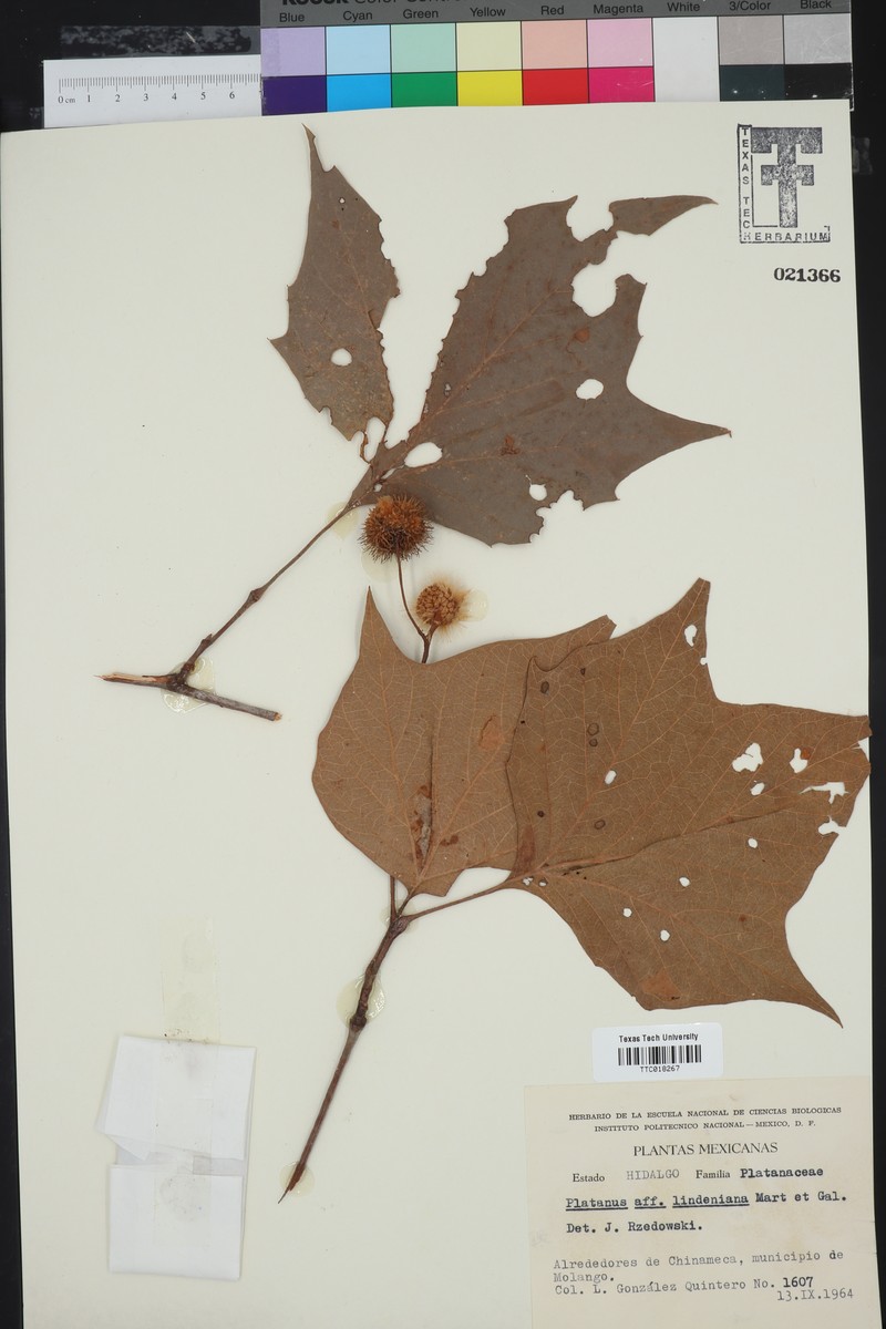 Platanus lindeniana photo 2