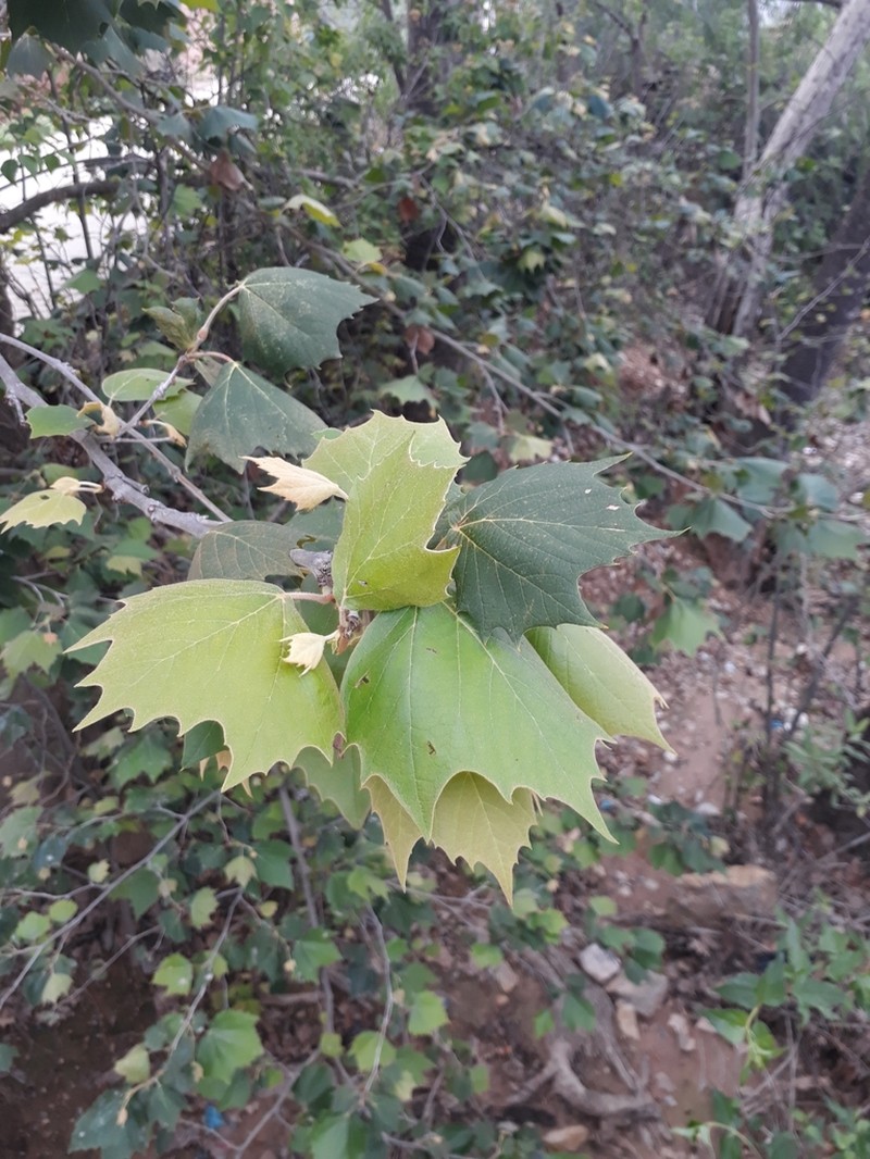 Platanus mexicana photo 2