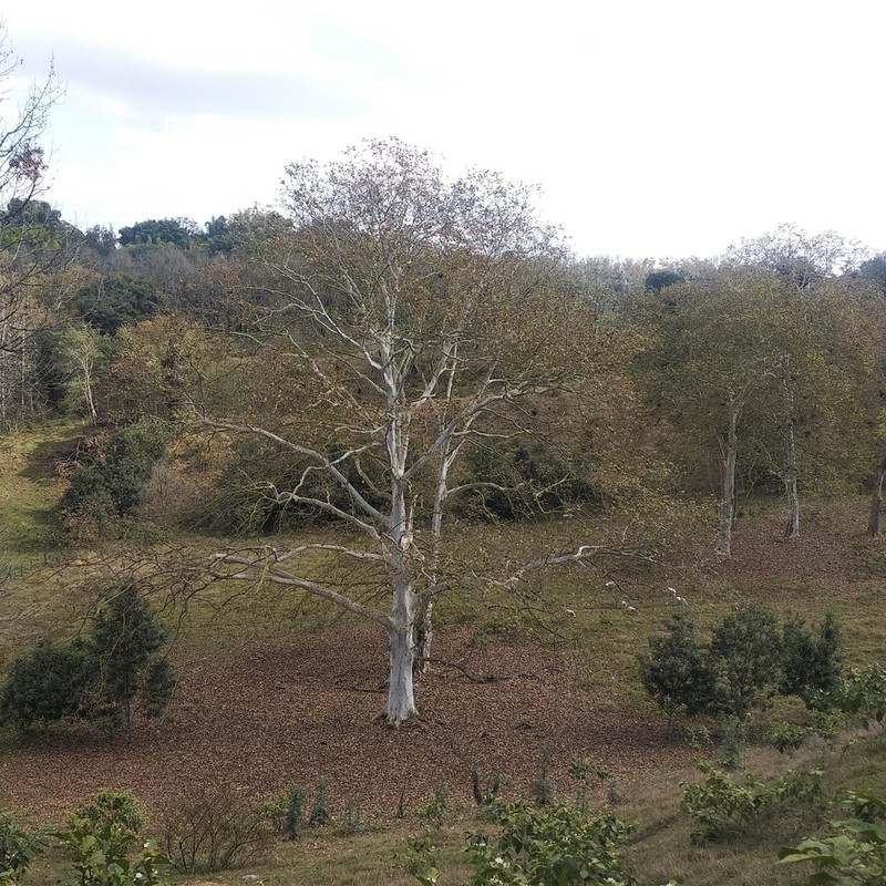Platanus mexicana photo 3