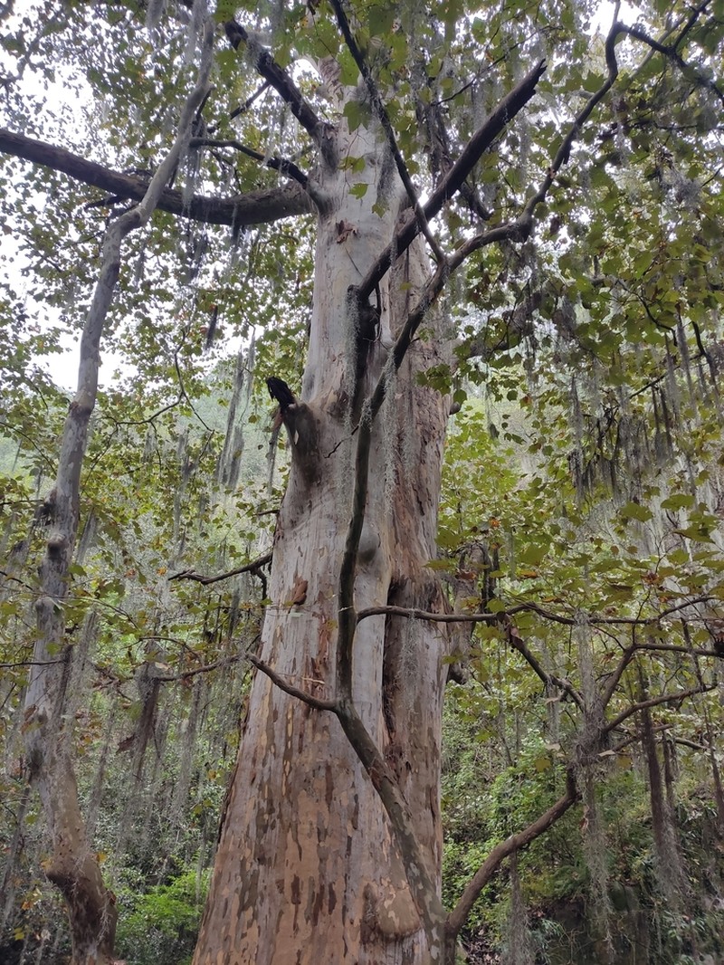 Platanus mexicana photo 4