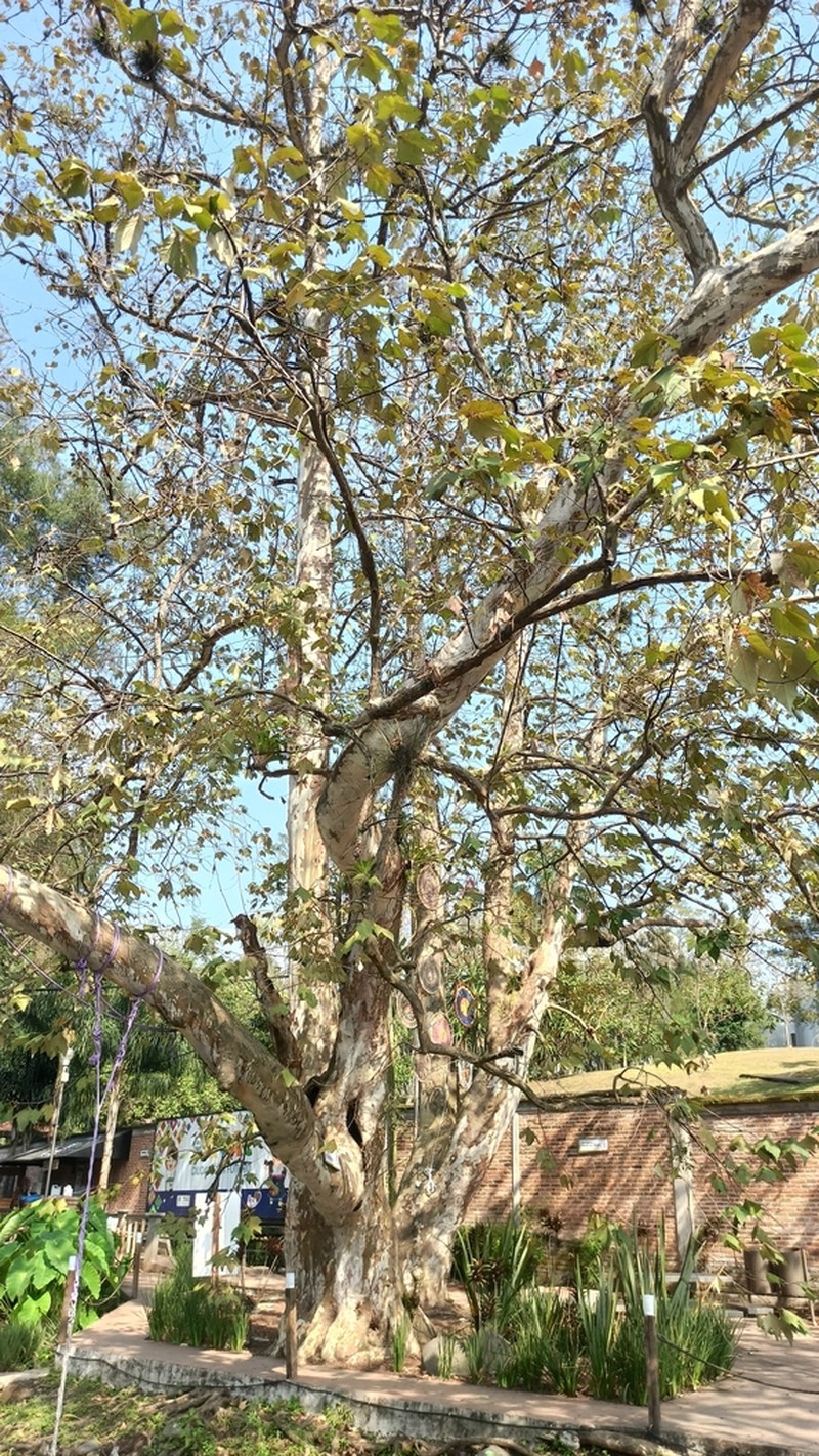 Platanus mexicana photo 5