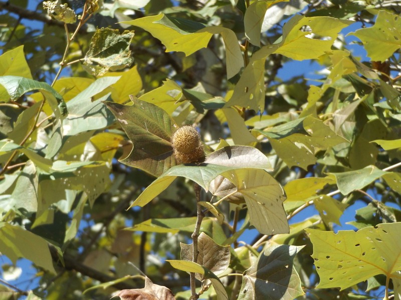 Platanus mexicana photo 6