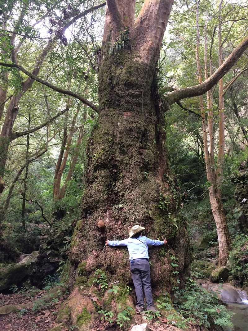 Platanus mexicana photo 7