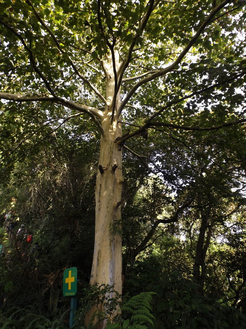 Platanus mexicana photo 8