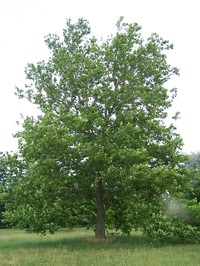 American Sycamore