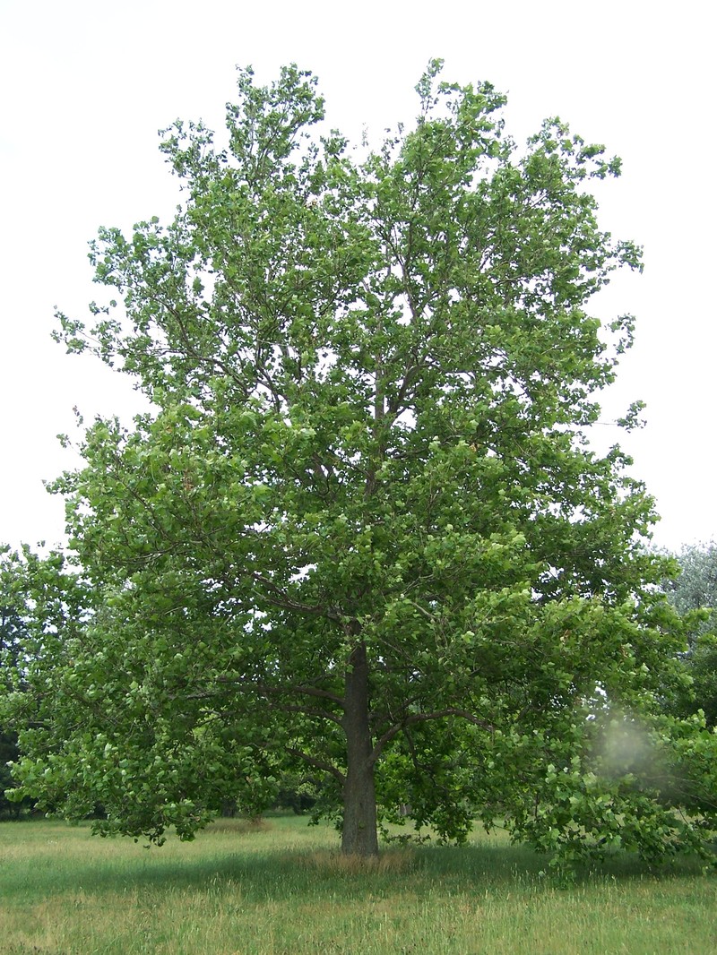 American Sycamore photo 3