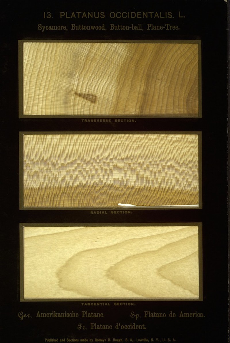 American Sycamore photo 3