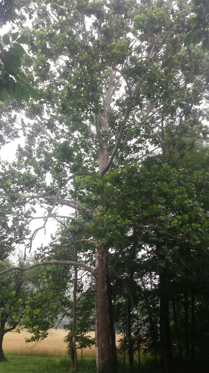 American Sycamore photo 5