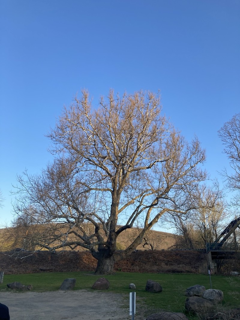 American Sycamore photo 6