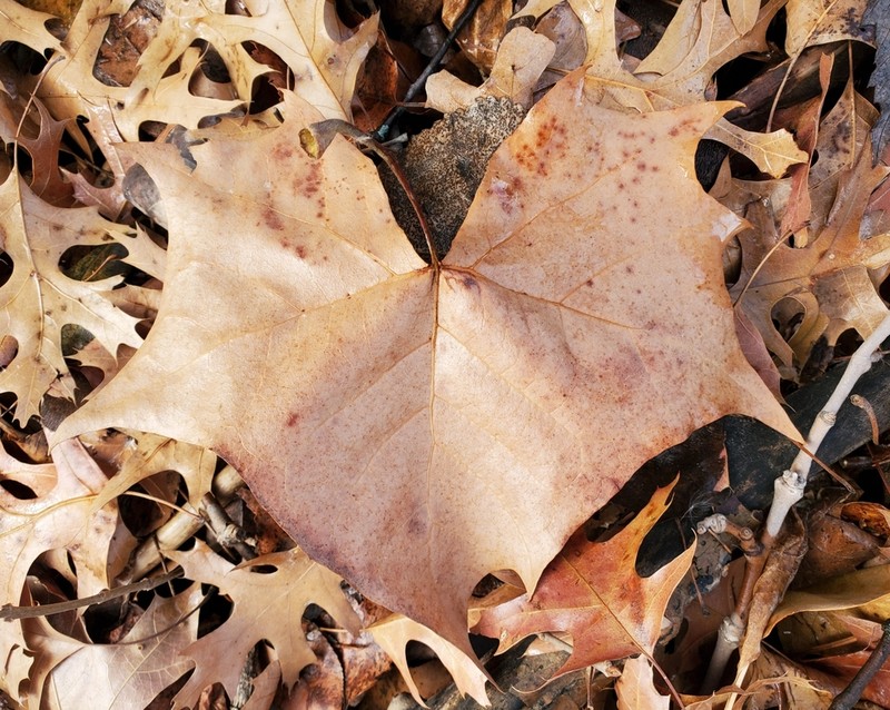 American Sycamore photo 7