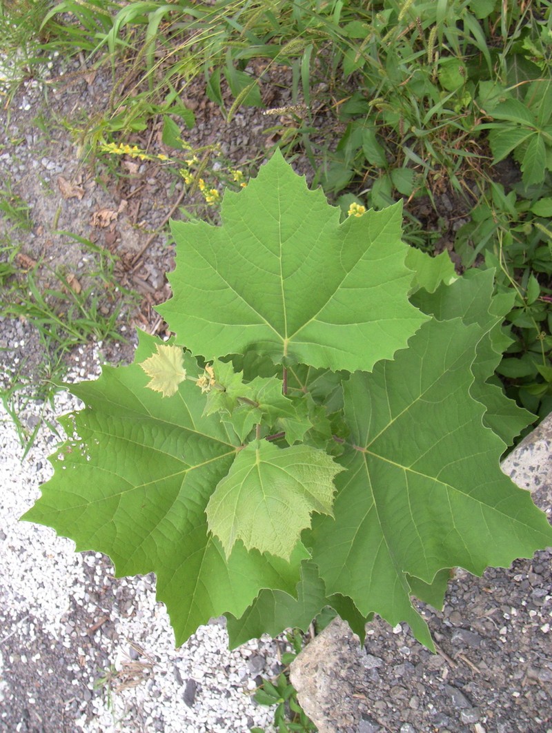 American Sycamore photo 8