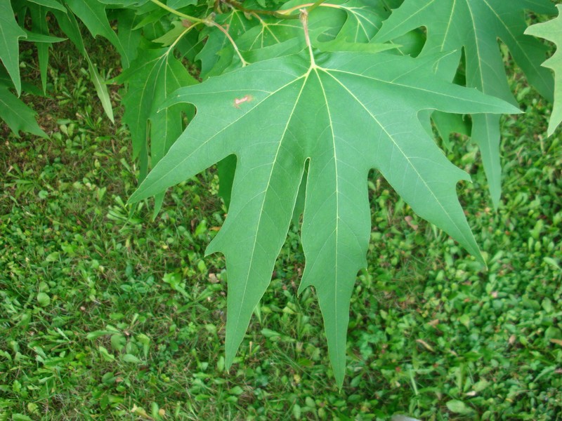 Oriental Planetree photo 3