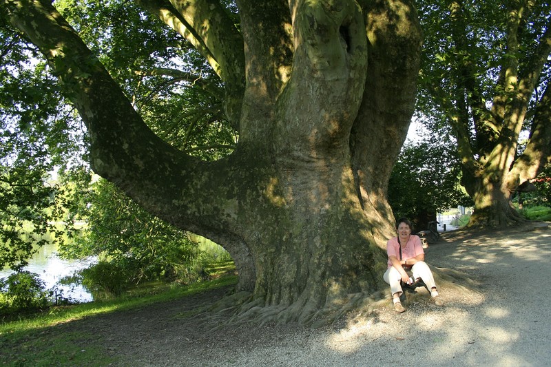 Oriental Planetree photo 4