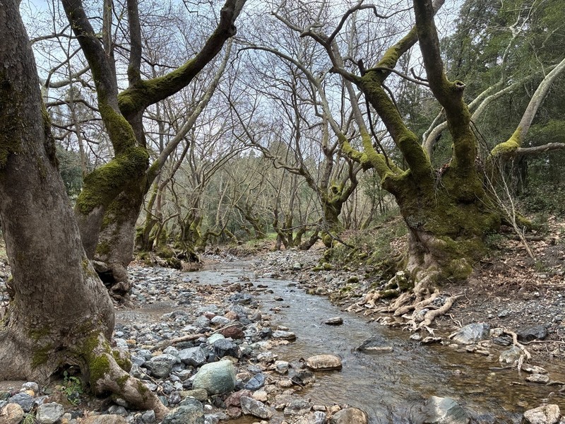 Oriental Planetree photo 5