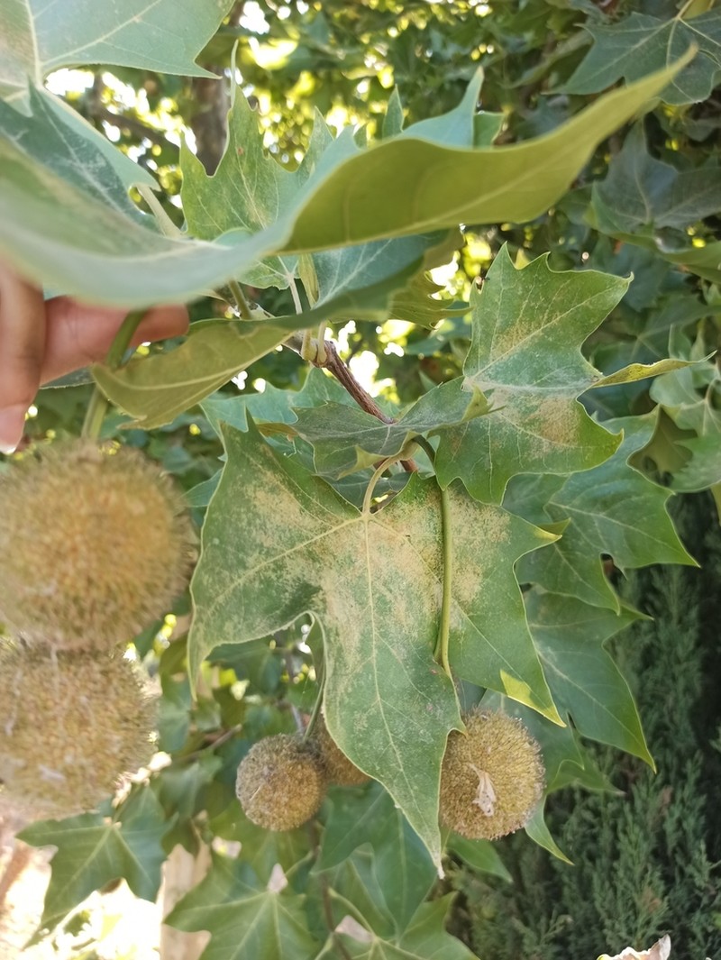 Oriental Planetree photo 6