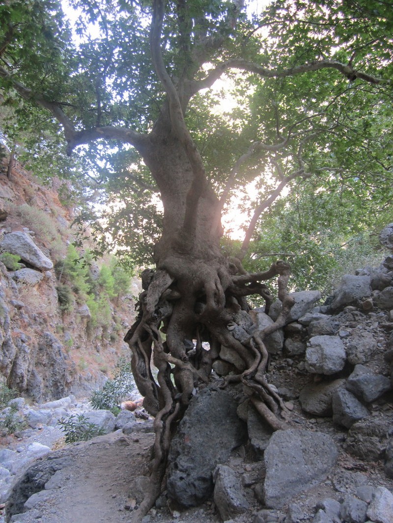 Oriental Planetree photo 7