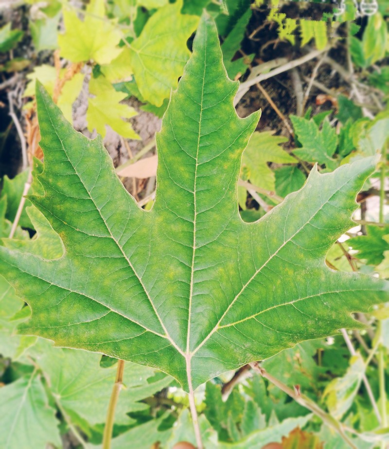 Oriental Planetree photo 2