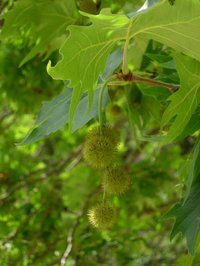 Oriental Planetree