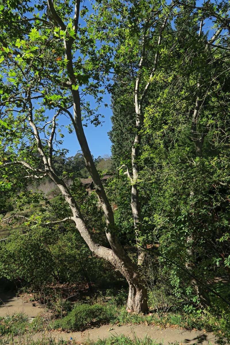 California Sycamore photo 5