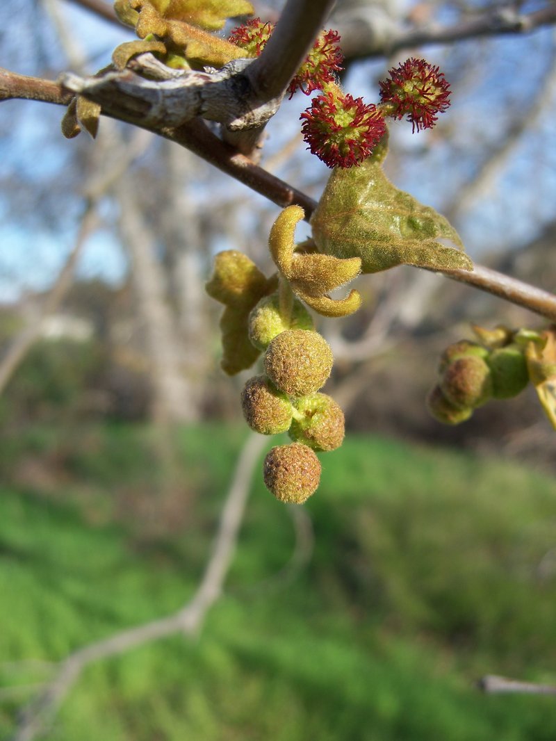 California Sycamore photo 6
