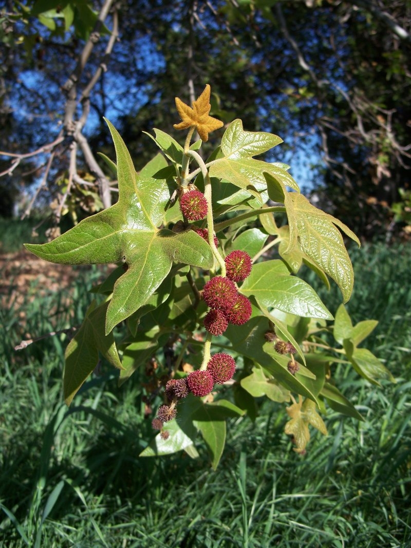 California Sycamore photo 7